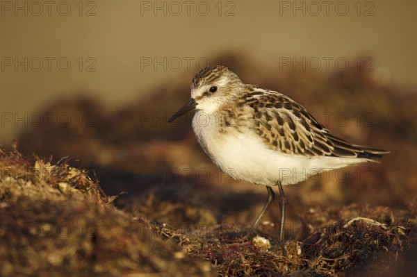 Little Stint (Calidris minuta), Asturias, Spain