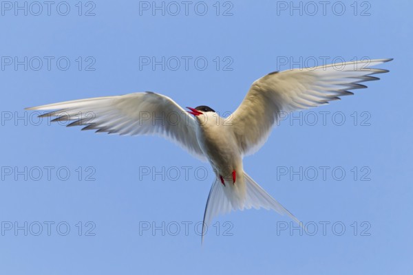 Arctic Arctic Tern, (Sterna paradisaea), animals, birds, subspecies of the tern family, flight