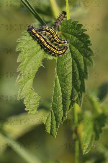 Caterpillar, Small tortoiseshell, (Aglais urticae), Butterfly, Butterfly, Lepidoptera, Insect,