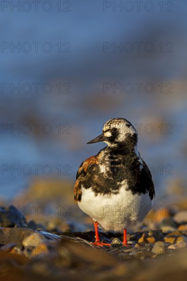 Turnstone, (Arenaria interpres), animals, birds, snipe family, biotope, habitat, foraging,