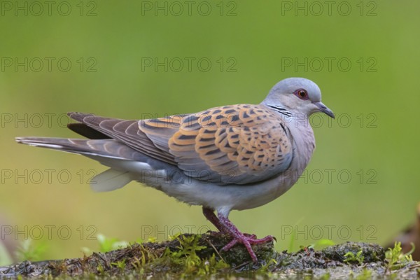 Turtle Dove, (Streptopelia turtur), Animals, Birds, Pigeons, Lesbos Island, Greece, Tiszaalpár -