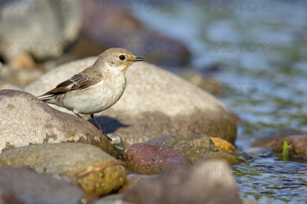 Halsbandschnäpper, Ficedula albicollis, Collared Flycatcher, Gobe-mouche à collier, Gobemouche à