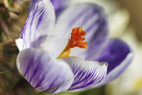 Close-up of a purple crocus (Crocus) blooming in the foreground with a soft background, Siegen