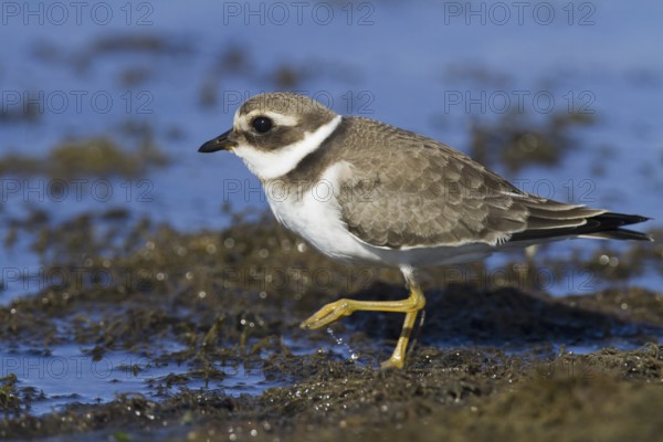 Common Ringed Plover (Charadrius hiaticula) juvenile, Andalusia, Spain