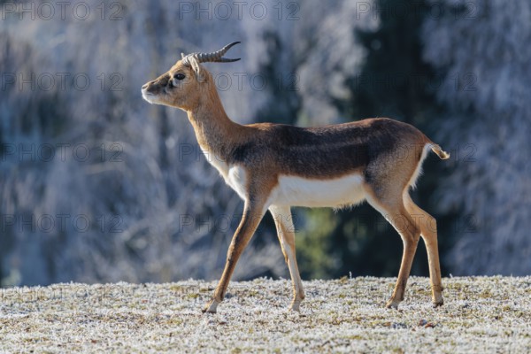 A young male blackbuck (Antilope cervicapra) stands in a hoar-frost covered meadow on a sunny