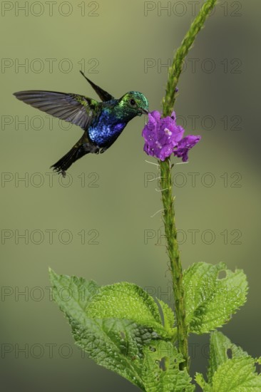 Violet-bellied Hummingbird (Damophila julie) flying while feeding at a flower in the South of