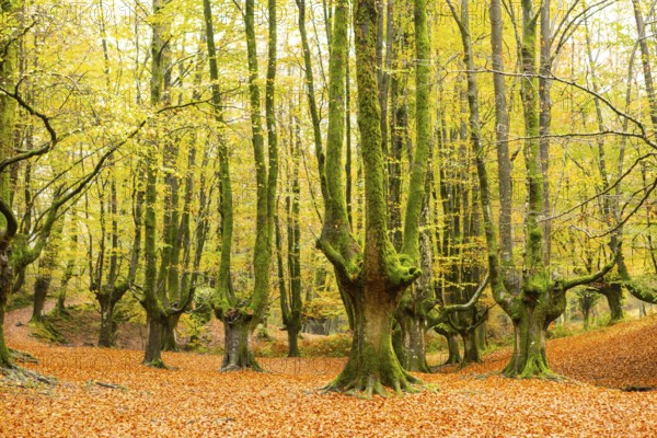 Serene beauty of Gorbea Natural Park in autumn. This image captures the vibrant colors of fall