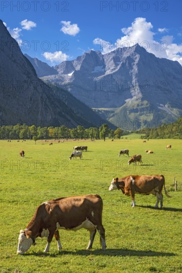 Cows grazing on the alpine pasture, Großer Ahornboden, Eng-Alm, Eng-Alm, Karwendel Mountains,