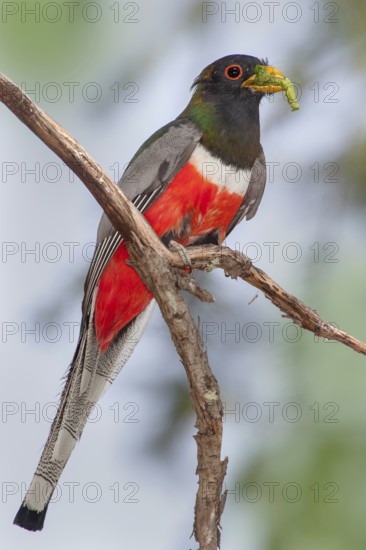 Elegant Trogon Trogon elegans Chiricahua Mountains, Cochise County, Arizona, United States 4 June