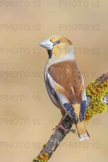 Hawfinch (Coccothraustes coccothraustes) male sitting on a branch covered with moss and lichen,