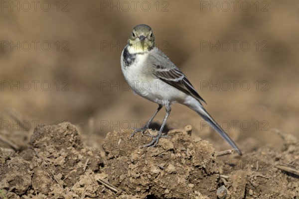 White wagtail, (Motacilla alba), BTiere, birds, family of wagtails and pipits, Steglarp, Vellinge,