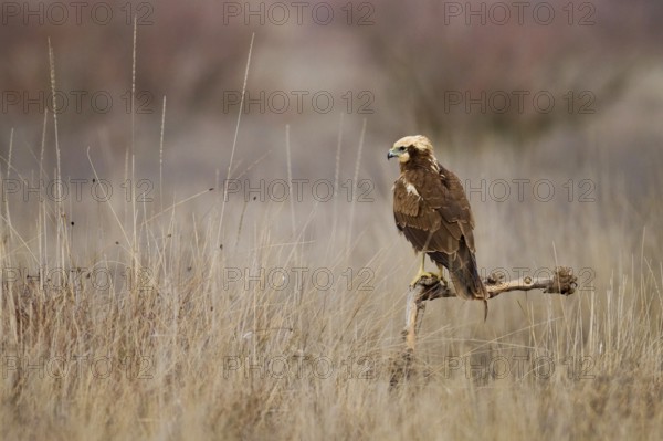 An adult Western marsh-harrier stands regally on a branch amidst a barren, overgrown field,