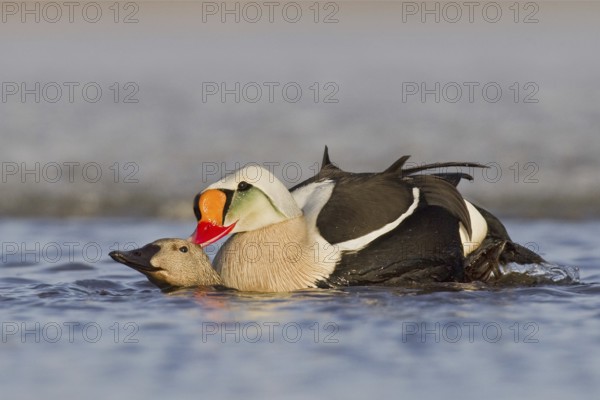 King Eider (Somateria spectabilis) pair mating, Alaska, USA