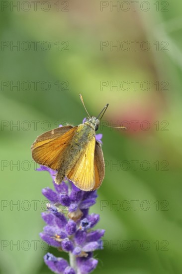 Large skipper (Ochlodes venatus), collecting nectar from a flower of Common lavender (Lavandula