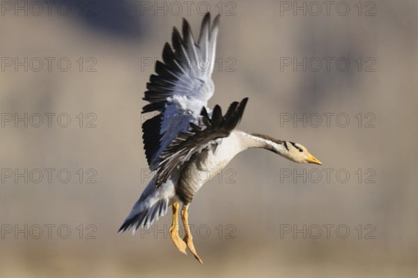 Bar-headed Goose (Anser indicus) flying, Tibet, China