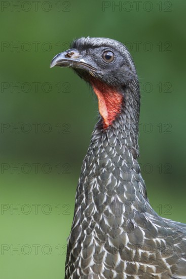 Dusky-legged Guan (Penelope obscura) perched on a branch in the Atlantic rainforest of southeast