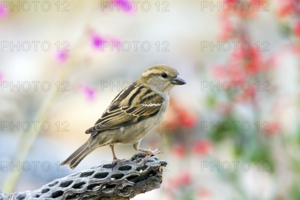 House Sparrow Passer domesticus Tucson, Pima County, ARIZONA, United States 14 March Adult Female