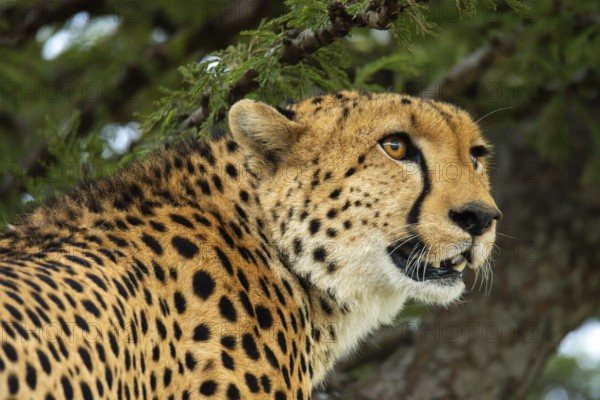 A vivid close-up shot of a cheetah in the wild, showcasing its intense gaze and magnificent spotted