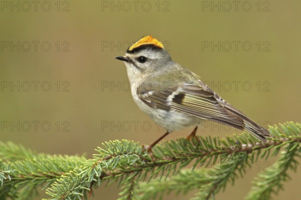 Golden-crowned Kinglet (Regulus satrapa), Michigan, USA
