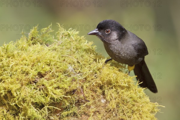 Yellow-thighed Finch (Pselliophorus tibialis) perched on a mossy stump in Costa Rica, Central