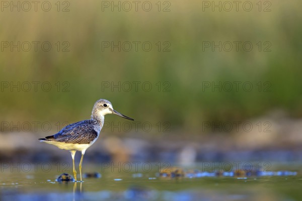 Greenshank, (Tringa nebularia) Wading bird, limesticks, foraging in mudflats, snipe family Salalah,