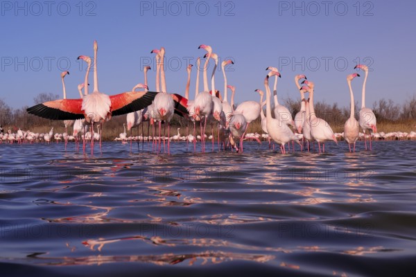A captivating scene of pink flamingos at their nuptial stop in the French Camargue, with one