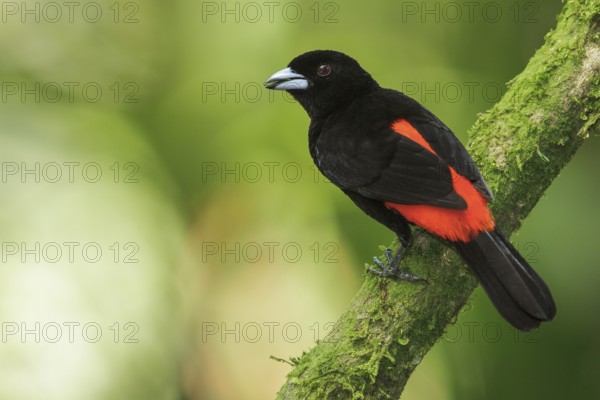 Passerini's Tanager (Ramphocelus passerinii) perched on a branch in Costa Rica