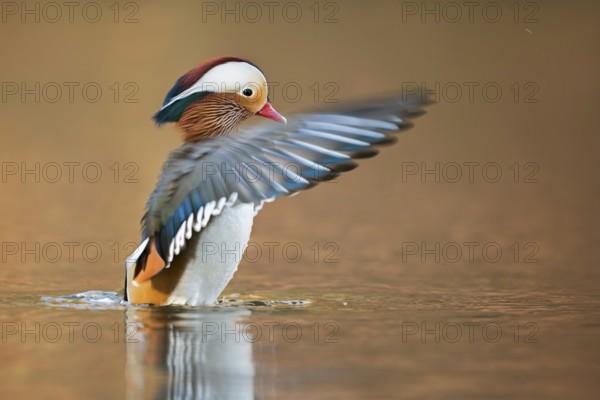 Mandarin Duck (Aix galericulata) male flapping, North Rhine-Westphalia, Germany