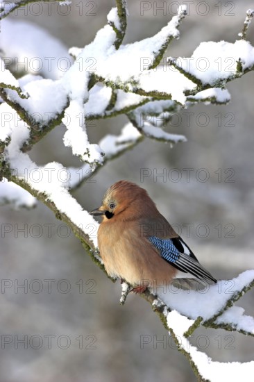 Jay, European Jay, Jay, eurasian jay (Garrulus glandarius), Geai des chênes, Arrendajo Común,