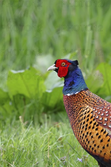 Pheasant, hunting pheasant (Phasianus colchicus), adult male bird in a meadow, animal portrait,