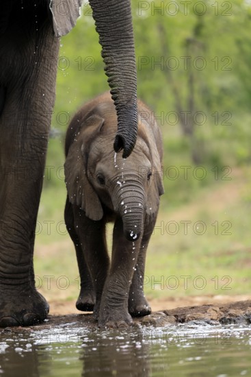 African elephant (Loxodonta africana), young animal, mother, young animal with mother, at the