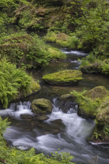 Flowing, silky water with ferns and rocks in the Edmunds Gorge, river Kamnitz, Hrensko, Ustecky