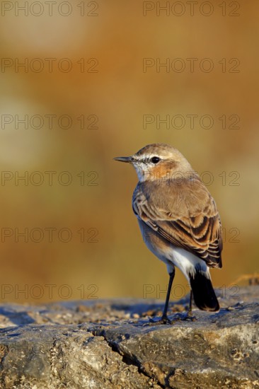 Isabelline Wheatear, (Oenanthe isabellina), biotope, habitat, foraging, animals, birds, songbird,