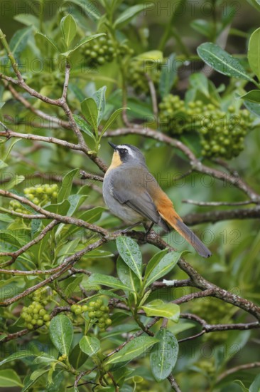 Cape Robin (Cossypha caffra), adult, on bush, vigilant, foraging, Kirstenbosch Botanic Gardens,