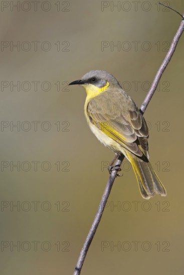 Grey-headed Honeyeater (Ptilotula keartlandi), Northern Territory, Australia
