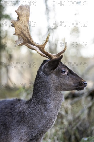 Fallow deer (Dama dama), portrait, male, captive, Landsberg am Lech Wildlife Park, Upper Bavaria,