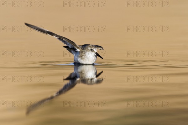 Little Stint (Calidris minuta) bathing, Eilat, Israel