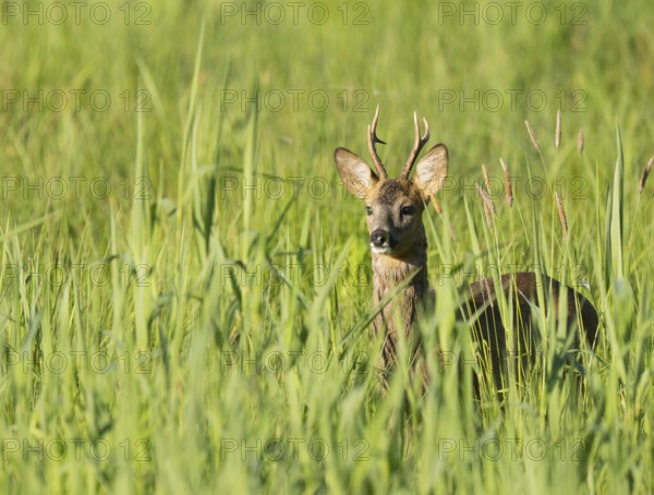 Roe deer (Capreolus capreolus), roebuck standing in a wet meadow, in a wetland biotope, wildlife,