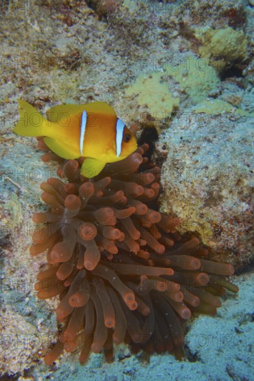 Fluorescent bubble-tip anemone (Entacmaea quadricolor) with red sea clownfish (Amphiprion