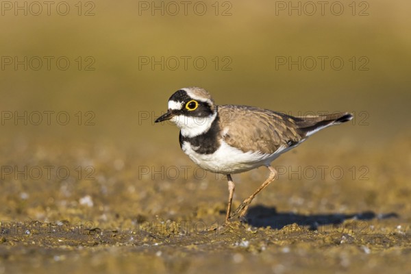Little Ringed Plover (Charadrius dubius) female foraging, North Rhine-Westphalia, Germany