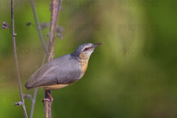 Brown-bellied Sylvietta, (Sylvietta brachyura), animals, birds, perching site, Marakissa Area,