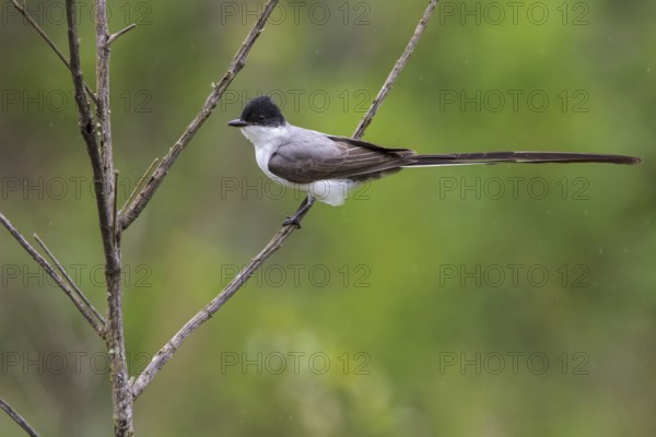 Fork-tailed Flycatcher (Tyrannus savana) perched on a branch in the Atlantic rainforest of