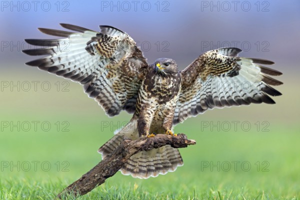 Buzzard, (Buteo buteo), animals, bird, bird of prey, buzzard, hawk family, Beindersheim, Bad