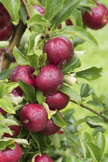 Apple (Malus domestica 'Gaia'), Cambridge Botanical Garden, Germany