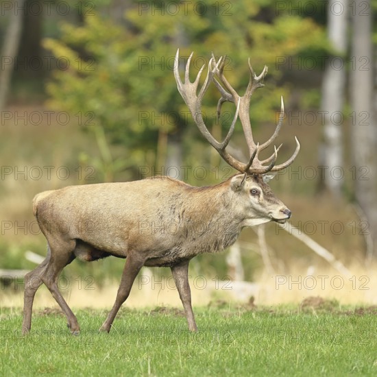 Red deer (Cervus elaphus) during the rutting season, capital stag in a forest clearing, wildlife,