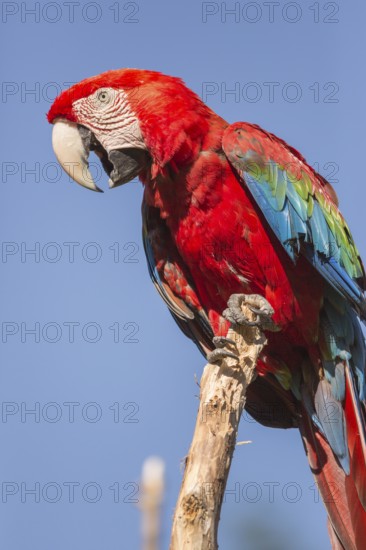 One scarlet macaw (Ara macao) sitting on a branch with a blue sky in the background. Bright