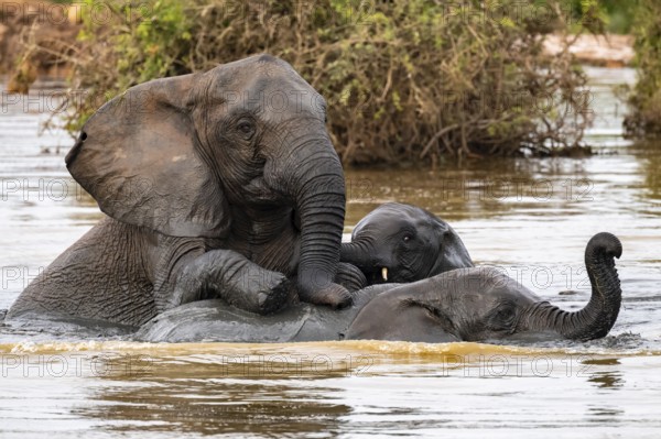 African elephant (Loxodonta africana) swimming and bathing in the water, Addo Elephant National