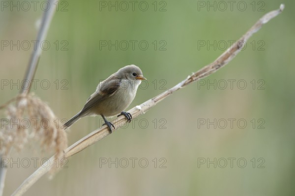 Eurasian Penduline Tit (Remiz pendulinus) juvenile, one week after leaving the nest, Saxony-Anhalt,