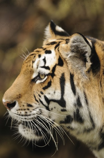 Close-up of a tiger in profile view in a natural environment, Siberian tiger (Panthera tigris