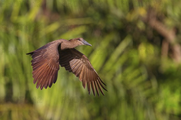 Hammerhead, Hammerhead, Hamerkop, (Scopus umbretta), Animals, Birds, Shadowbird, Lamin rice fields,
